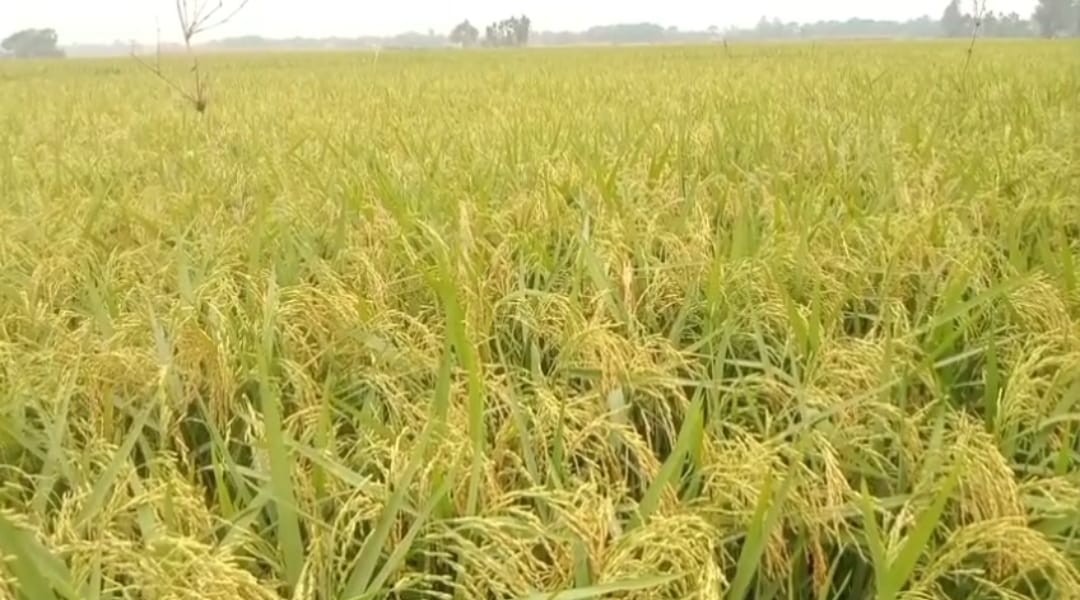 ধামরাইয়ে বিবাদমান জমি থেকে জোর করে ধান কাটার অভিযোগ চাচাতো ভাইদের বিরুদ্ধে।